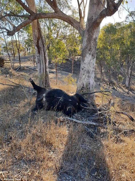 Australia's worst drought in 116 years is decimating animals and livestock — Earth Changes ...