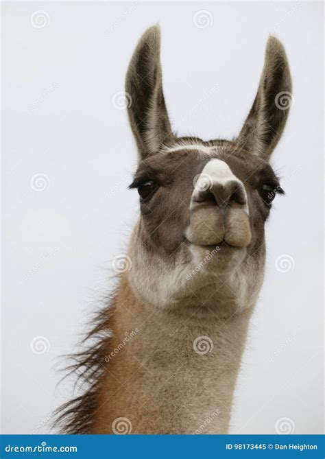 Llama face stock image. Image of close, closeup, camelid - 98173445