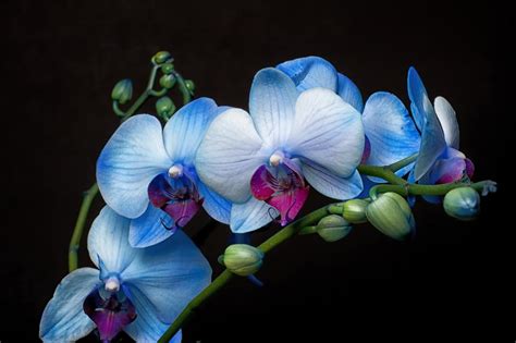 Blue Orchids | Blue orchid flower, Orchid flower, Blue orchids