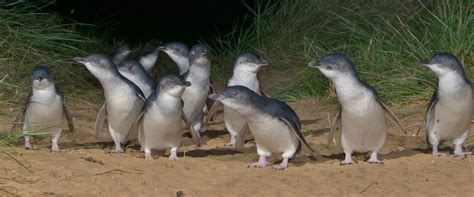 Phillip Island Penguins | $95 – Trips and Tours