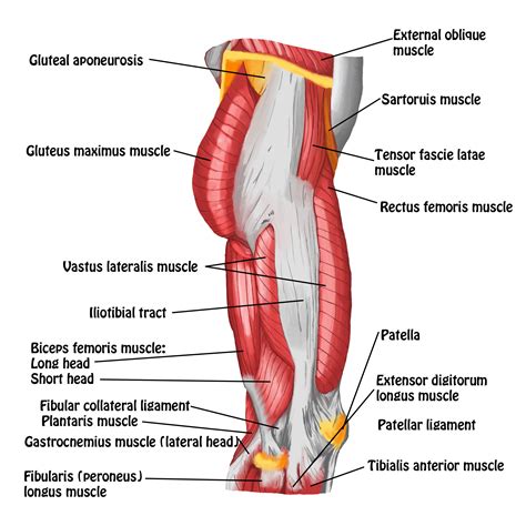 Muscles of Hip and Thigh - Lateral View - Full Circle School of Massage ...