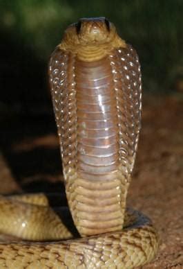 Cape Cobra Facts and Pictures