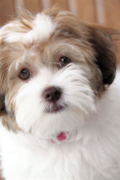 Teacup Havanese Puppies For Sale In Michigan - Puddingtocome