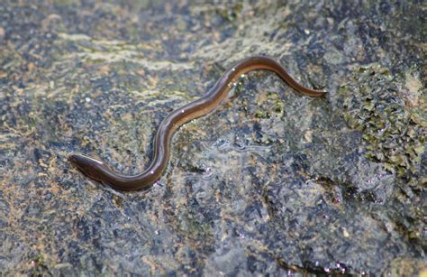 American Eel - Nature Canada