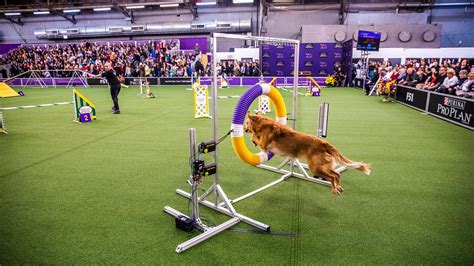 At the Westminster Dog Show: Top Dogs, Top Docs - The New York Times