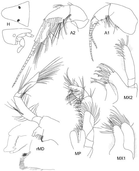 Figure 1 from Taylor, Joanne Elizabeth. 2006. "A new species of Leongathus from the Tasman Sea ...