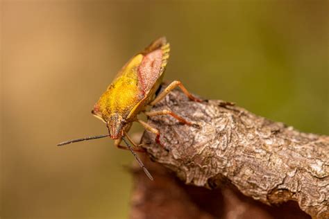 A Shield Bug · Free Stock Photo