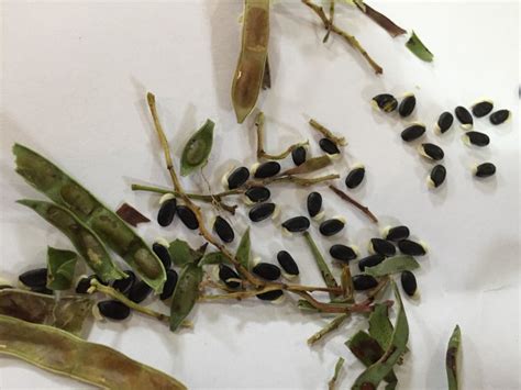 Case Study LP15 - Native seed collection - Murrumbidgee Landcare Inc