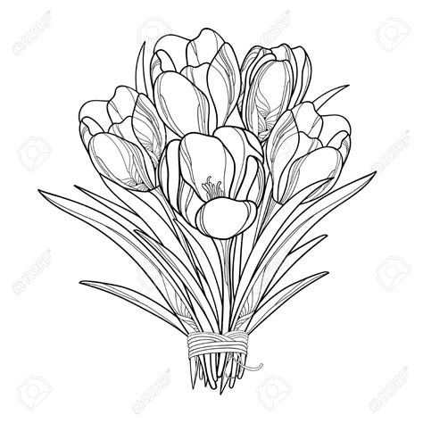 Crocus Flower Drawing at GetDrawings | Free download