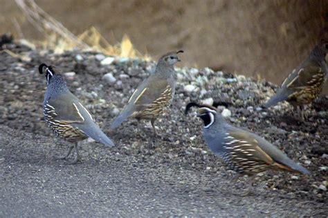 The Nature of Framingham: Wondrous Wild West Birds!