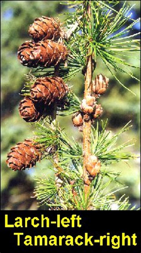 Tamarack Tree Identification