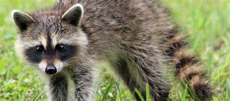 The Cozumel Raccoon | Critter Science