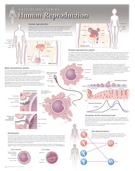 Human Reproduction | Scientific Publishing