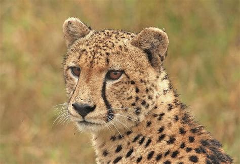 Royalty free cheetah photos | Pikist