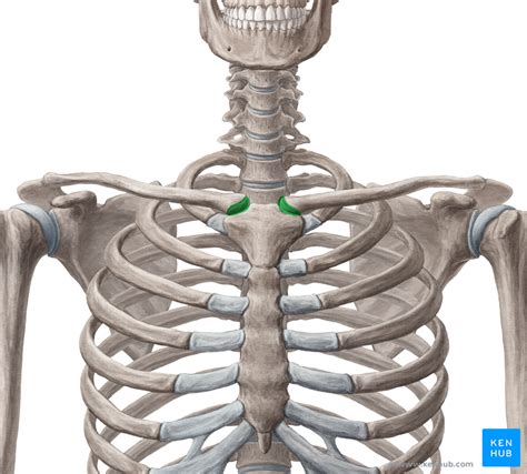 Shoulder Girdle - Anatomy, Movements and Function | Kenhub