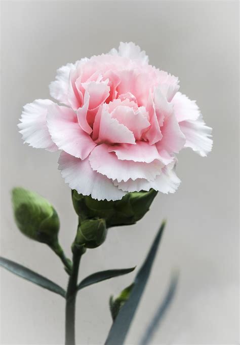 Pink Carnation | Pink carnations, Birth flowers, Pretty flowers