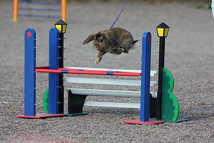 Rabbit show jumping - Wikipedia