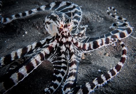 Mimic Octopus - Christoph Trösch Medien- und Kommunikationstrainings