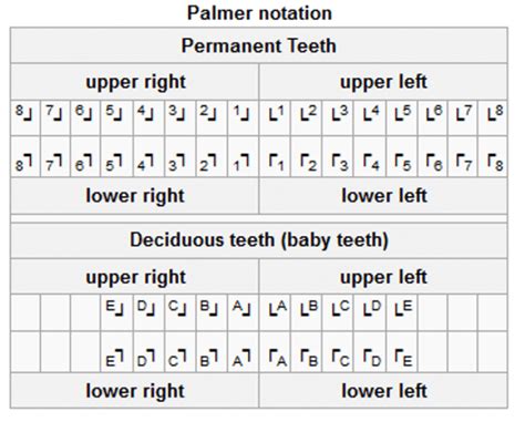 Tooth Numbering System - FDI, ISO, Palmer, ADA Dental Numbering Systems