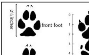 What Does a Coyote Paw Print Look Like?