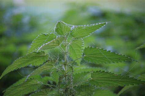 Stinging Nettles are a very useful edible plant |The Green Bard