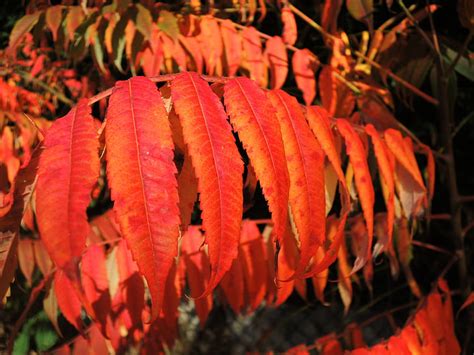 Free photo: leaves, red, autumn, colorful, fall foliage, color, fall leaves | Hippopx