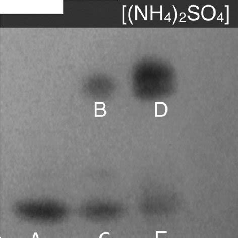 Native gel of HIC column fractions, stained with SeO 3 2− and NADPH to ...