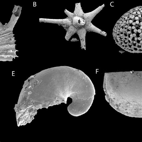 An approximate timeline of the Cambrian period and late Ediacaran ...