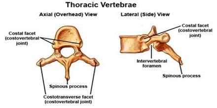 Thoracic Vertebrae - Assignment Point