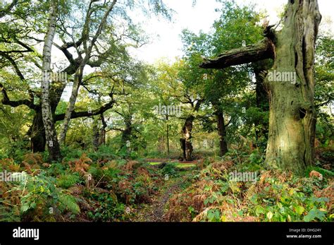 Sherwood Forest,Nottinghamshire,England,UK Stock Photo - Alamy