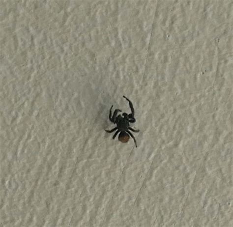 Salticidae (Jumping Spiders) in berkeley, California United States