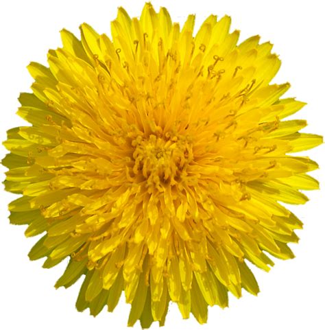Dandelion Flower Sacred Geometry · Free image on Pixabay