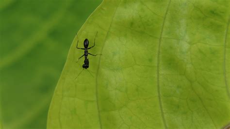 Crazy Ants: Identification & Control Guide | ABC Blog