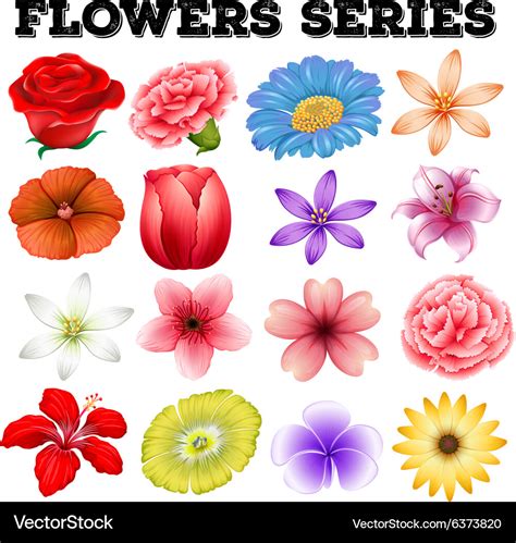 Different kind flowers Royalty Free Vector Image