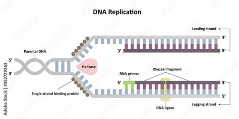 DNA replication diagram, leading and lagging strands, molecular biology ...