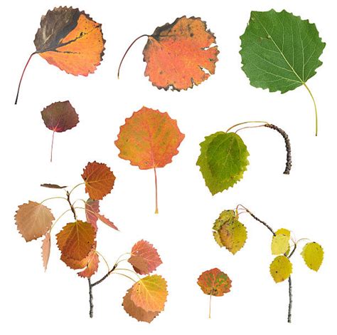 Best Aspen Leaves Stock Photos, Pictures & Royalty-Free Images - iStock