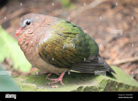 Common emerald dove Stock Photo - Alamy