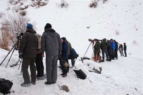 Record breaking snow leopard sightings in Ladakh! – Snow Leopard ...