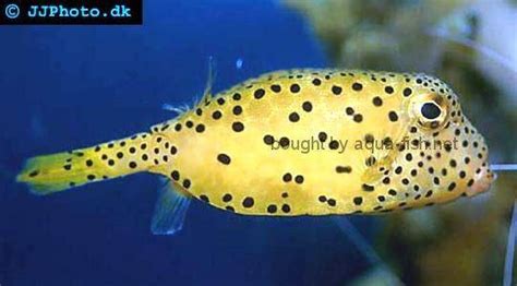 Yellow Boxfish