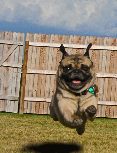 flying pug : r/photoshopbattles