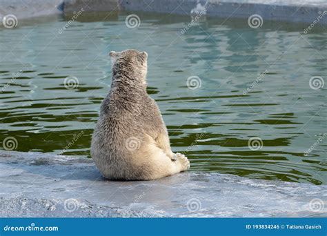 A Cute Polar White Bear Cub Sitting and Looking at Water Stock Photo ...