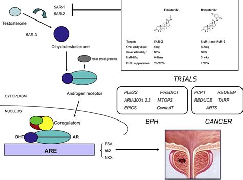 Table 1 from Steroid 5 α-reductase inhibitors targeting BPH and ...