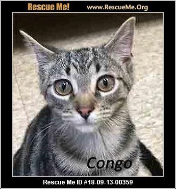 - Pennsylvania Cat Rescue - ADOPTIONS - Rescue Me!