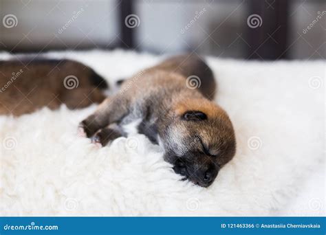 Close-up Portrait of Beatiful Shiba Inu Puppy Sleeping on the Blanket ...