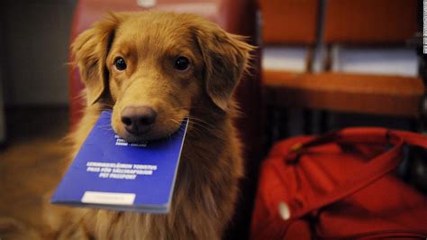 A beginner's guide to pet passports | CNN Travel