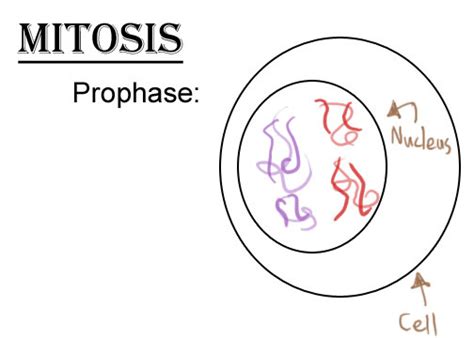 Mitosis -- animated by Mira-Kajihiko on DeviantArt