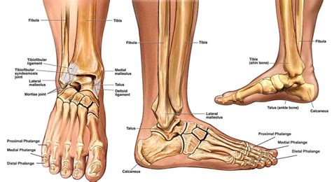 Ankle Anatomy - Sprain, Clinical Anatomy, Fracture, Radiology, X-Ray