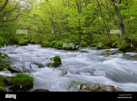 Oirase gorge in fresh green, Aomori, Japan Stock Photo - Alamy