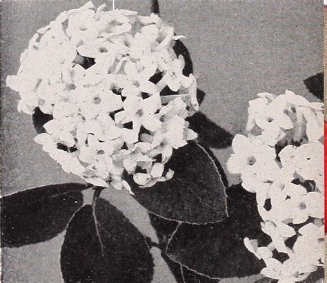 Image from page 28 of "Armstrong Nurseries" (1943) | Flickr