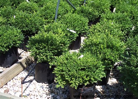 Chicagoland Green Boxwood – Wilson Nurseries